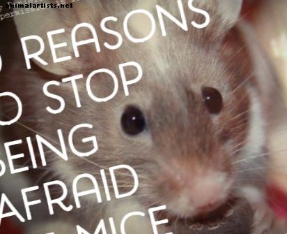 Top 10 razloga da se ne plašite miševa! - glodavci