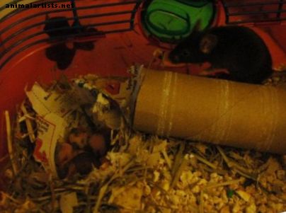 Kaj storiti, ko ima vaša hišna miška dojenčke - Glodalci