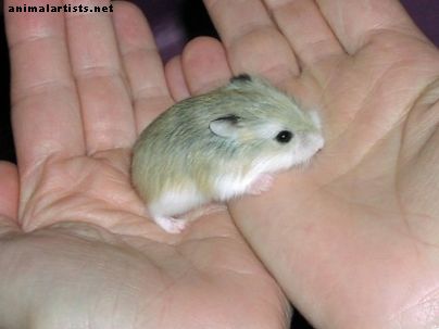 Gnagere - Hvordan trene hamsteren din slik at du kan holde ham