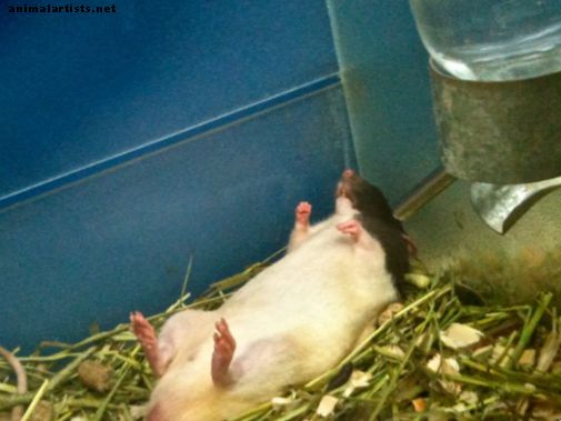 Cómo obtener jaulas baratas para tu rata mascota