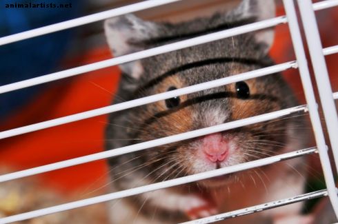 En İyi Hamster Kafesi Boyutu: Ne Kadar Büyük Olmalı?