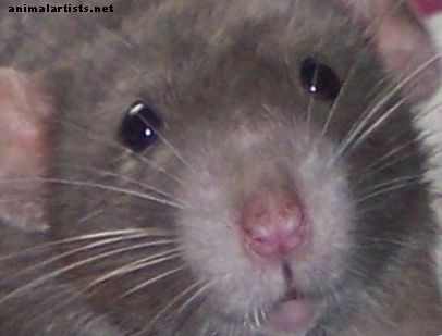 Interessante feiten over ratten - knaagdieren