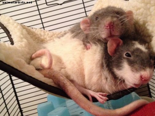Top 10 motive pentru a avea șobolani ca animale de companie - Rozătoarele