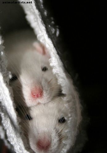 10 riscos e perigos de criar ratos extravagantes