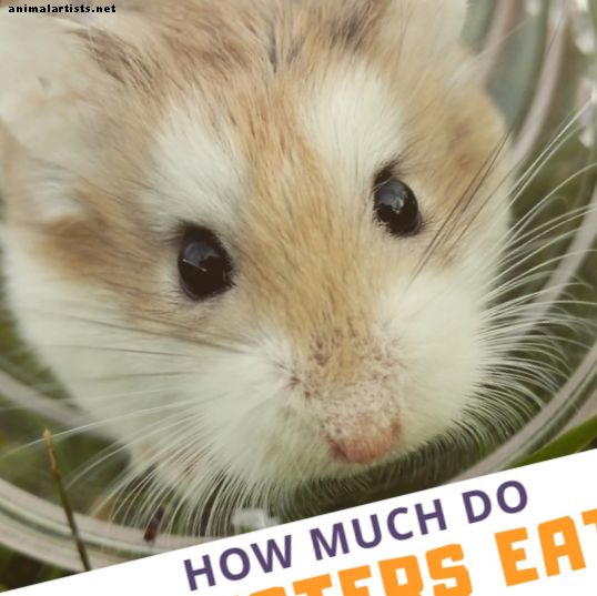 Hvor mye trenger en hamster å spise?