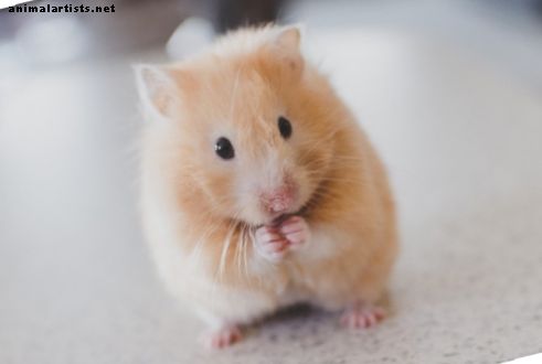 5 Gründe, warum Sie keinen Hamster bekommen sollten