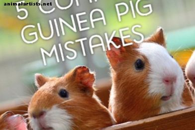 5 आम गलतियाँ गिनी पिग के मालिक बनाते हैं - कृंतक