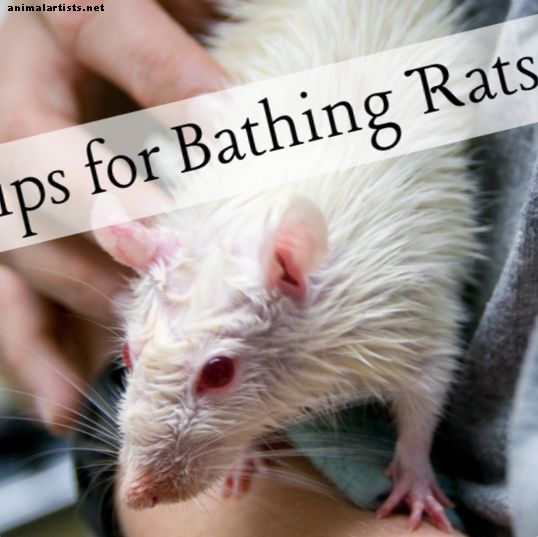 Como dar banho no seu rato de estimação sem estresse