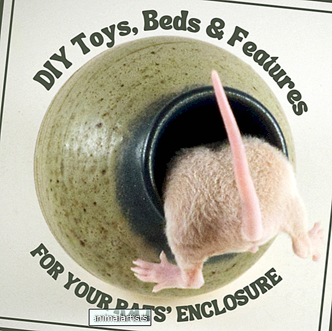 Ako vytvoriť DIY hračky a funkcie pre ohradu pre vaše potkany