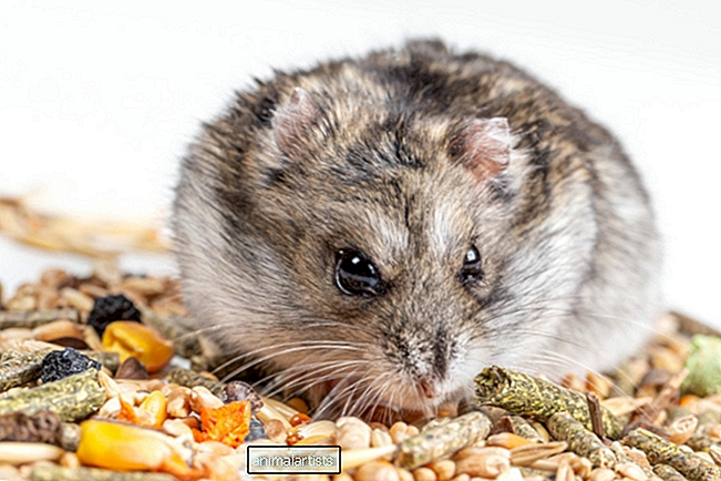 A melhor dieta para hamsters recomendada por especialistas