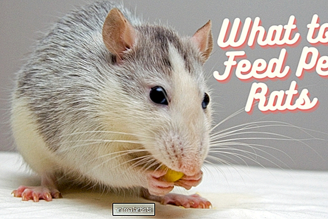 Det bästa fodret för dina husdjursråttor - gnagare