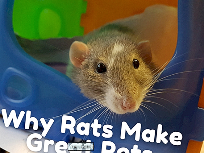 Varför du bör överväga att skaffa husdjursråttor