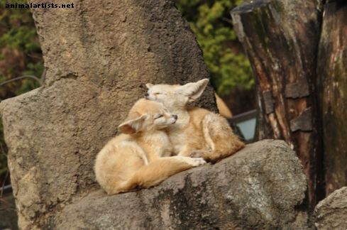 O que as raposas Fennec comem na natureza e em residências? - Animais selvagens