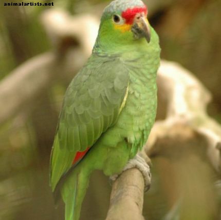 Divlje papige koje se množe u južnoj Kaliforniji - divlje životinje
