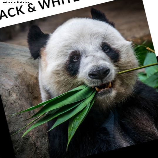 20 zwart-witte dieren met namen, afbeeldingen en feiten