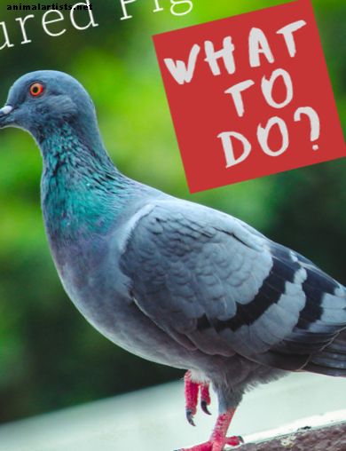 Našli ste chorého alebo zraneného holuba?  Čo robiť (a nerobiť) - zver a rastlinstvo