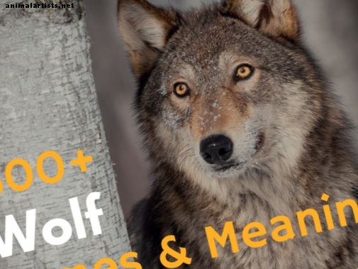 300+ imena in pomeni volka (od Aljaske do Siona) - Divje živali