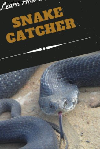 Cómo atrapar una serpiente con un cazador de serpientes de bricolaje