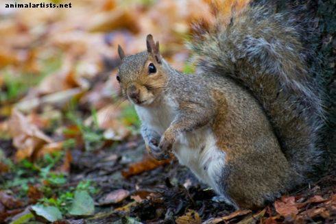 Jak dbać o opuszczone wiewiórki i wypuszczać je, gdy nadejdzie czas - Dzikiej przyrody