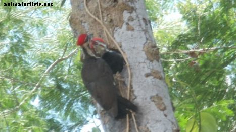 Pileated Woodpecker: Observations of New Family - divlje životinje