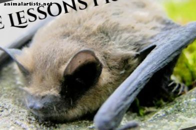 3 lecciones que los murciélagos nos pueden enseñar sobre la vida - Fauna silvestre