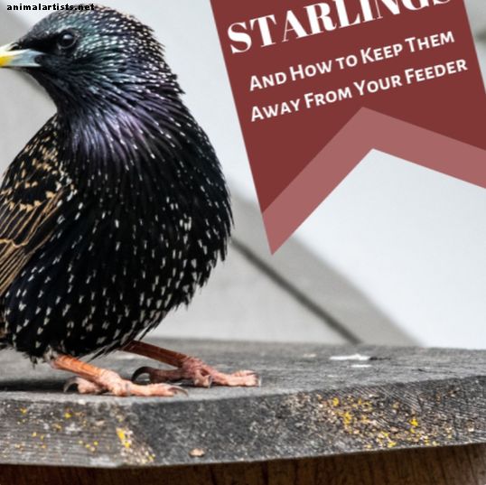 Starlings USA-s: head, halvad, julged ja ilusad - Metsik loodus