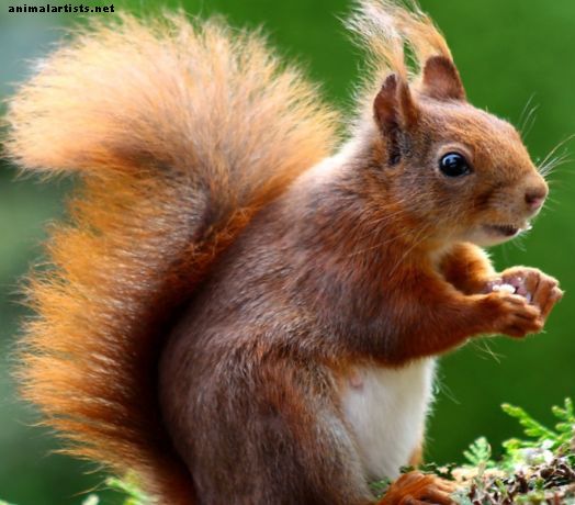 Najboljša imena veverice - Divje živali