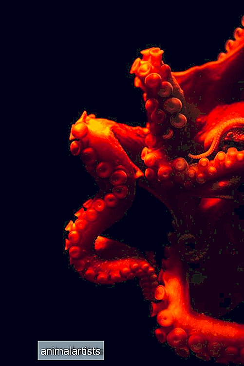 75+ prachtige octopusnamen met betekenissen - WILD
