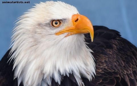 Plešasti orli: Dejstva, ki jih morda ne poznate - Divje živali