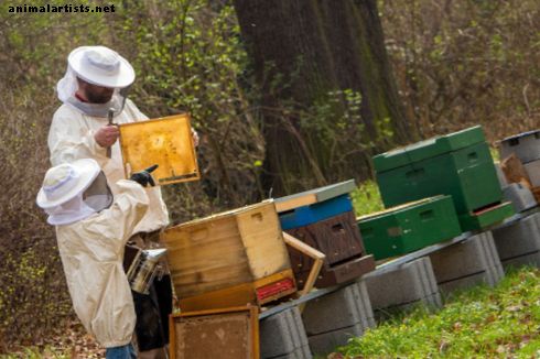 ما هي فوائد تربية النحل؟ - الحيوانات البرية