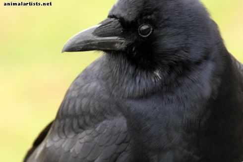 Kako se sprijateljiti s vranama - divlje životinje