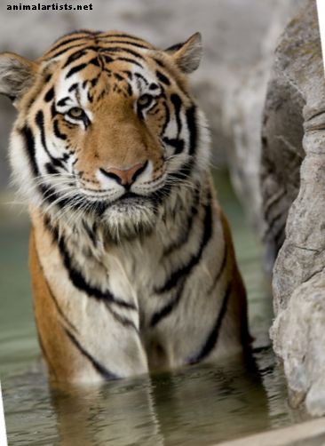 80 Tigernamen und Bedeutungen (von Bandit bis Zara) - Tierwelt