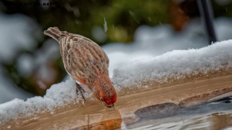 Kāpēc sildošās putnu vannas ir svarīgas ziemas sasalšanas mēnešos - Savvaļas dzīvnieki