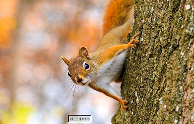 A mókusok átélnek bánatot?
