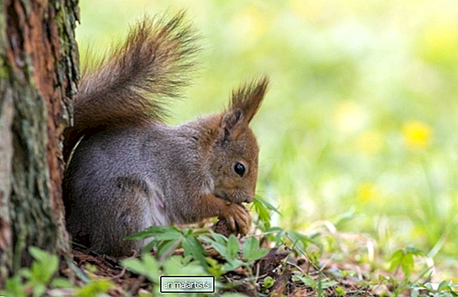 Wie lange kann ein Eichhörnchen ohne Wasser auskommen?
